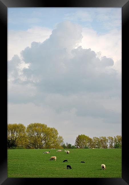 Just Grazing! Framed Print by graham young