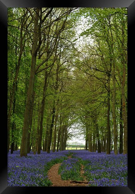 Bluebells and Beech Trees Framed Print by graham young