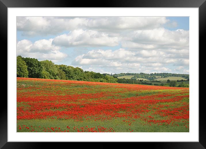 Poppy Field in the Chilterns Framed Mounted Print by graham young