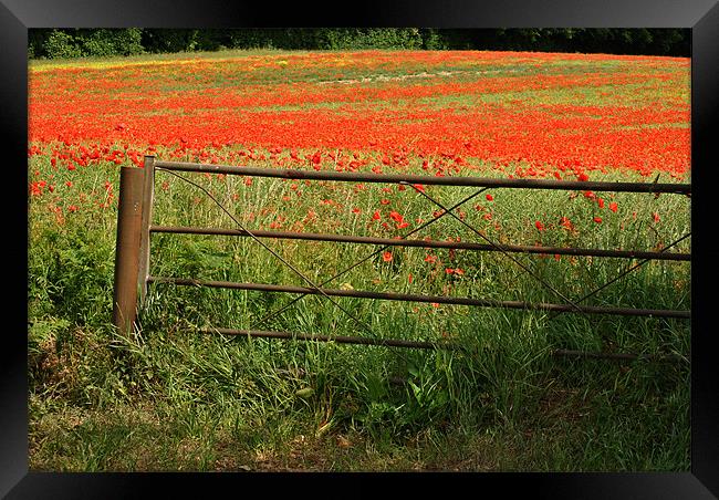 Gateway to the Poppy Field Framed Print by graham young