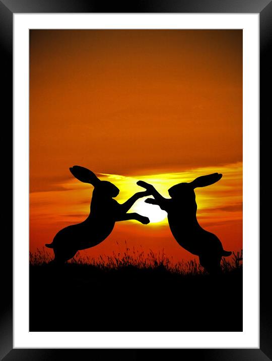 Mad March Hares at Sunset Framed Mounted Print by graham young