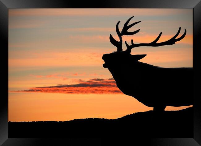 Majestic Red Deer Roaring at Sunset Framed Print by graham young
