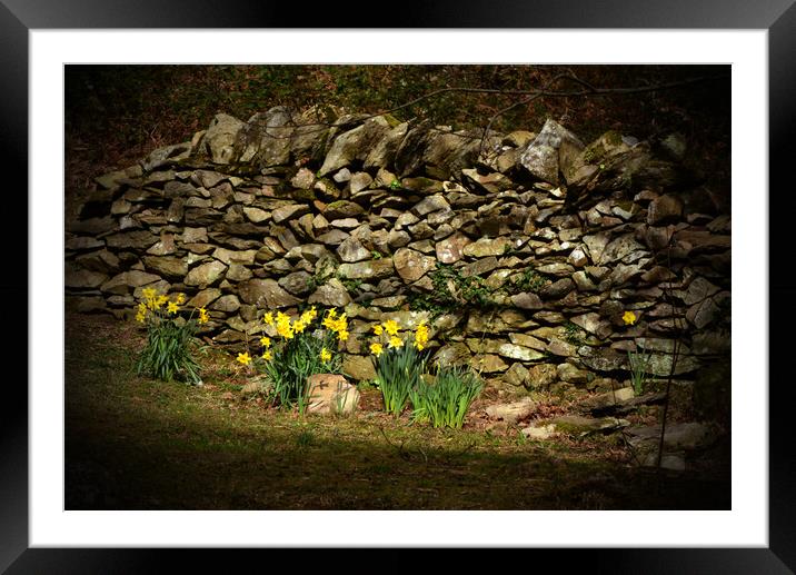 A Patch of Spring Sunshine Framed Mounted Print by graham young