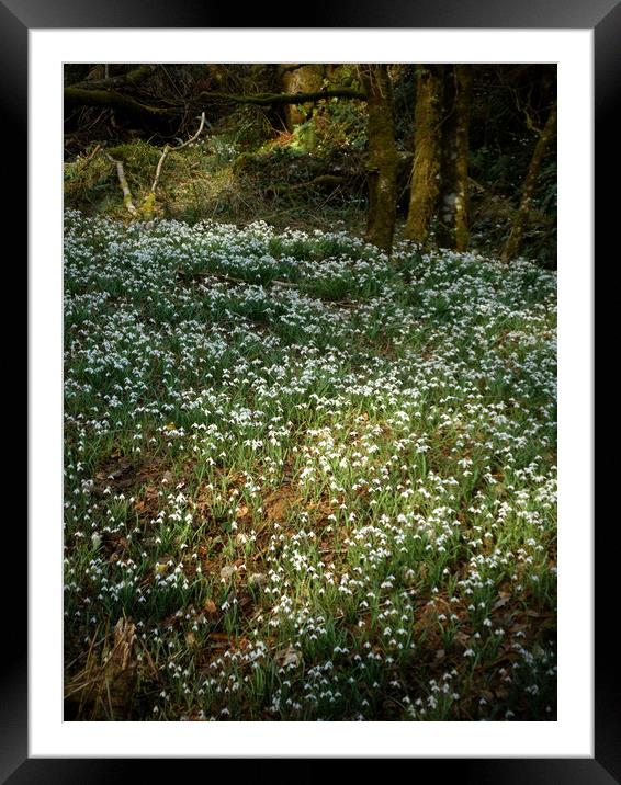 snowdrops in a sunlit woodland glade  Framed Mounted Print by graham young