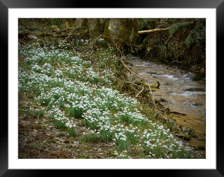 Snowdrops Beside a Woodland Stream Framed Mounted Print by graham young