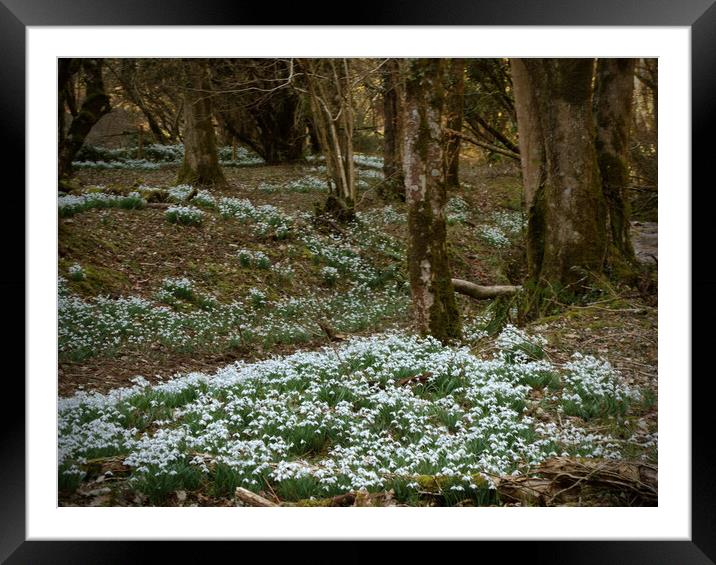 Snowdrops in an Enchanted Exmoor Woodland Framed Mounted Print by graham young