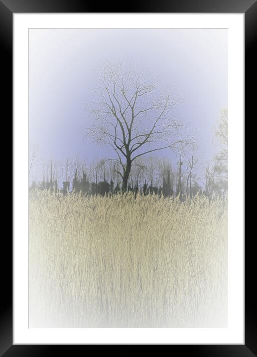 Winter Trees and reeds 1 (please see my portfolio  Framed Mounted Print by graham young