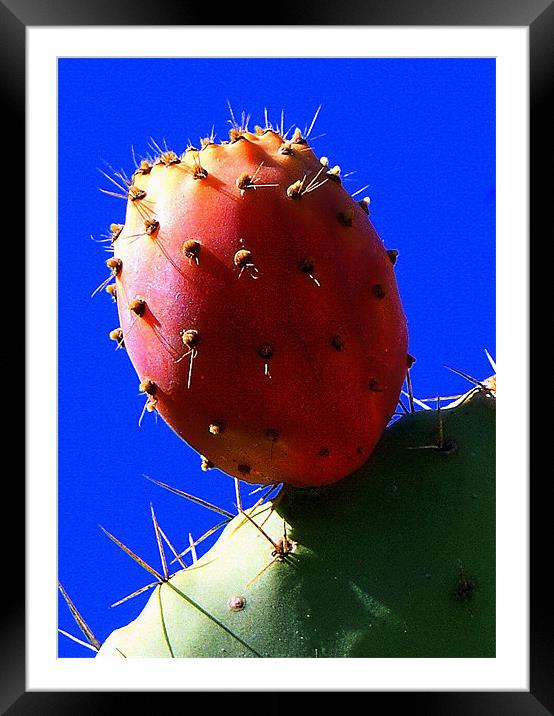 PRICKLY PEAR Framed Mounted Print by Doug Poplett