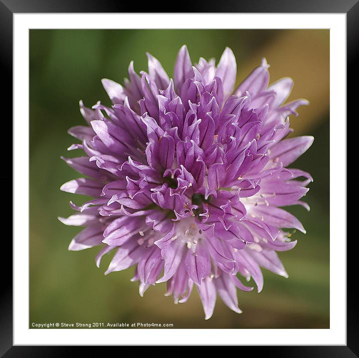 Chive Flower Framed Mounted Print by Steve Strong