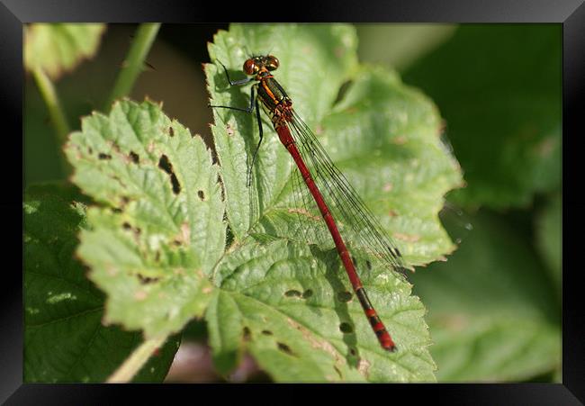 Large Red Damselfly Framed Print by Steve Strong