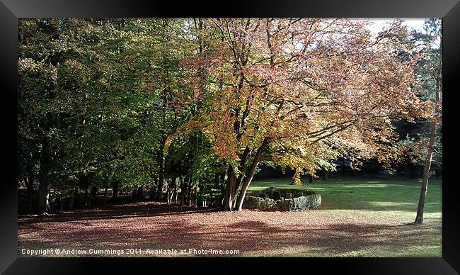 A leafy afternoon Framed Print by Andrew Cummings