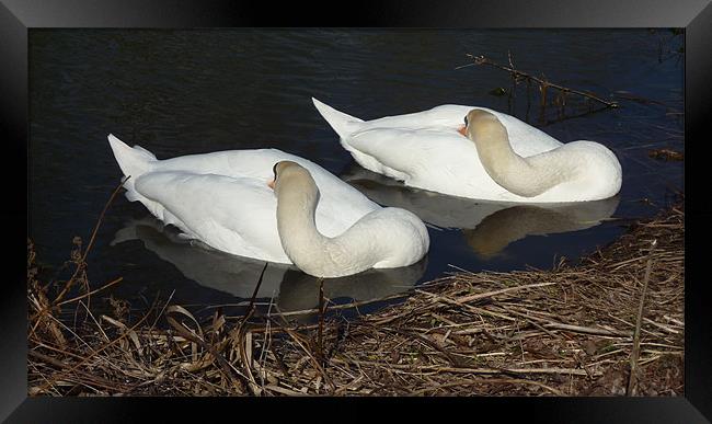 Sleepy swans Framed Print by Andrew Cummings