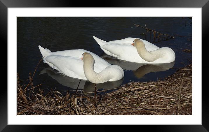 Sleepy swans Framed Mounted Print by Andrew Cummings