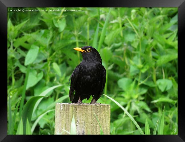 The Majesty of a British Blackbird Framed Print by Nicola Clark