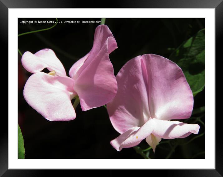 Pink Sweet Pea Blossom Framed Mounted Print by Nicola Clark