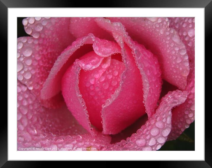 Enchanting DrizzleDrenched Rose Framed Mounted Print by Nicola Clark