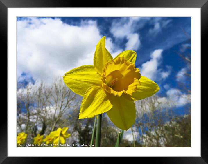 Radiant Daffodil Framed Mounted Print by Nicola Clark