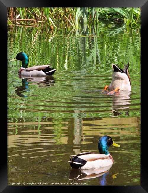 Mallard Ducks  Framed Print by Nicola Clark