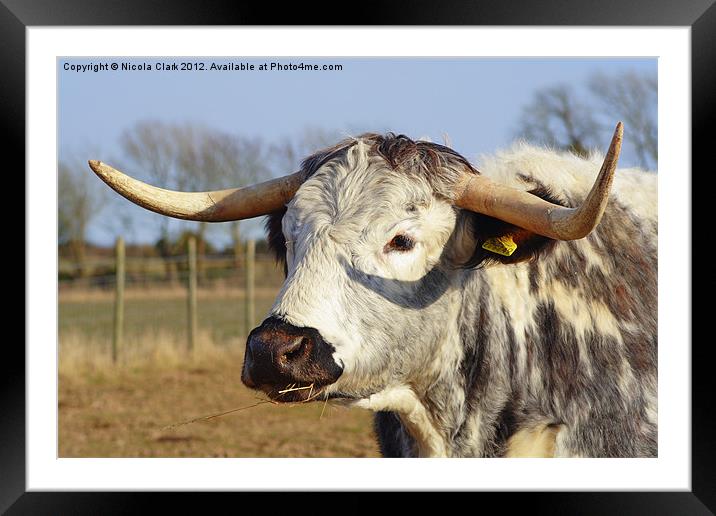 Long Horned Cow Framed Mounted Print by Nicola Clark