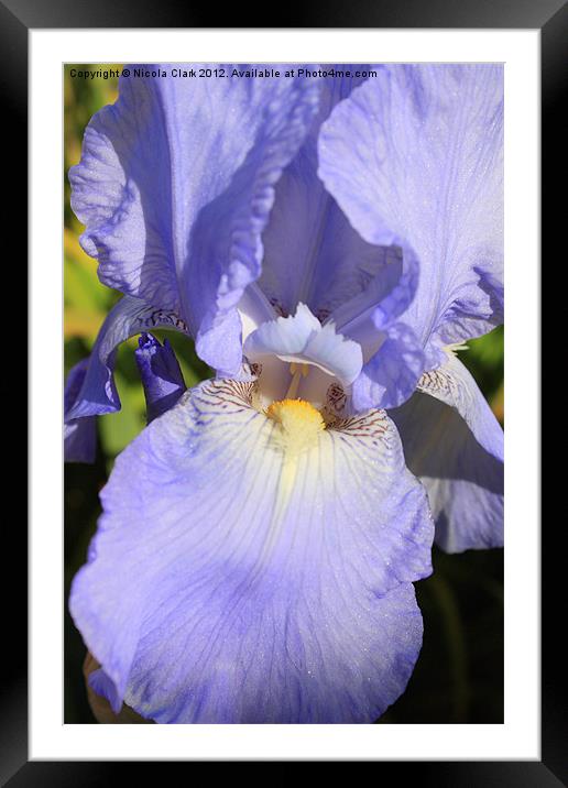 Pastel Blue Iris Framed Mounted Print by Nicola Clark