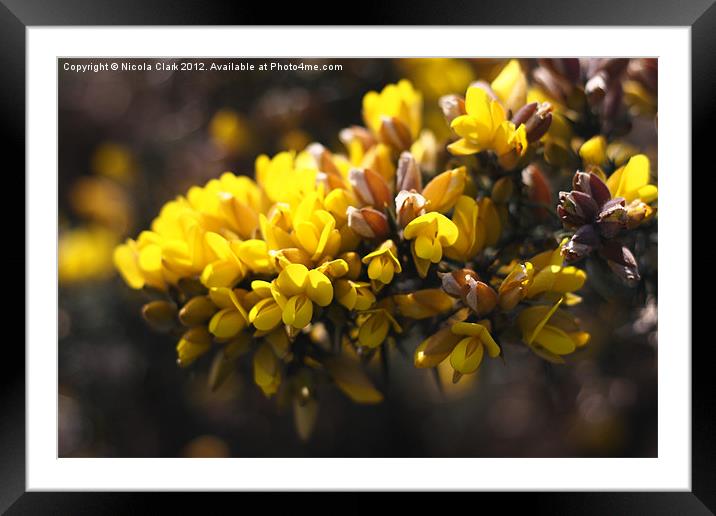 Gorse Framed Mounted Print by Nicola Clark