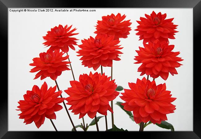 Red Chrysanths Framed Print by Nicola Clark