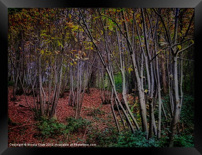 Autumn Woods Framed Print by Nicola Clark