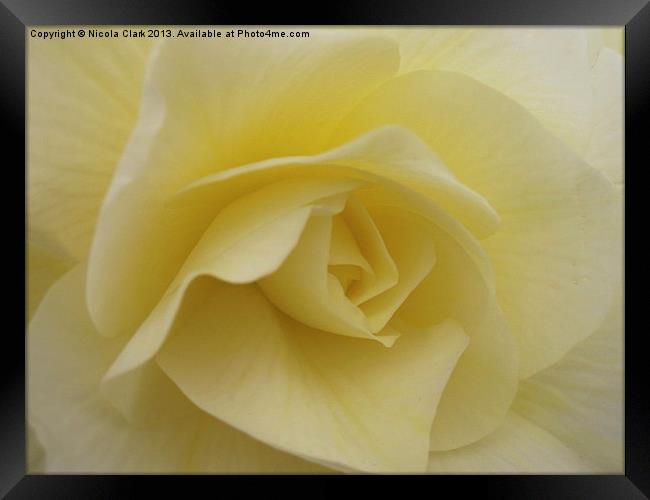 Pastel Rose Framed Print by Nicola Clark