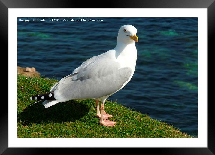 Seagull Framed Mounted Print by Nicola Clark