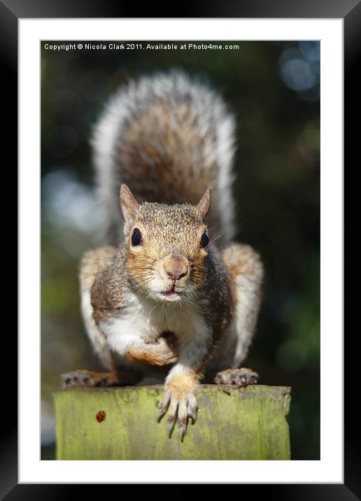 Portrait of a Cute Squirrel Framed Mounted Print by Nicola Clark