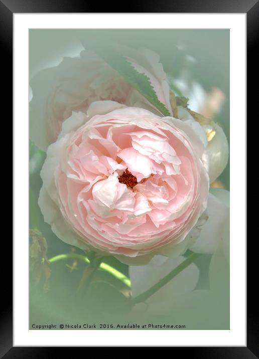 Pastel Rose Framed Mounted Print by Nicola Clark
