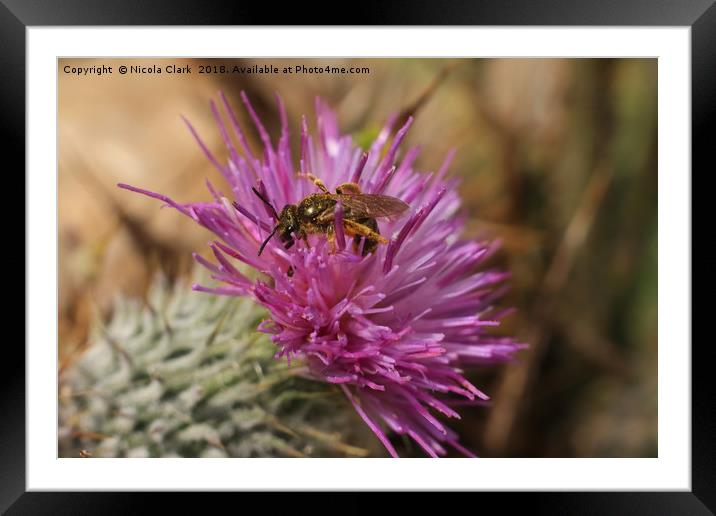 Bee On A Thistle Framed Mounted Print by Nicola Clark