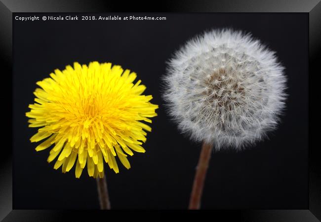 Dandelions Timeless Life Cycle Framed Print by Nicola Clark