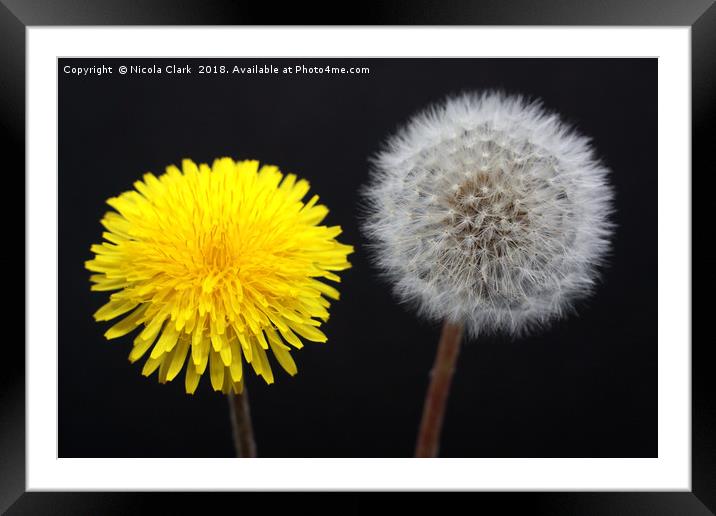 Dandelions Timeless Life Cycle Framed Mounted Print by Nicola Clark