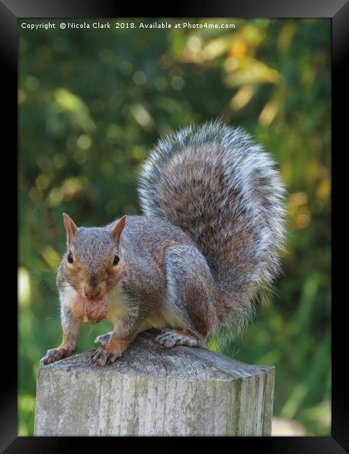 Portrait of a Grey Squirrel Framed Print by Nicola Clark