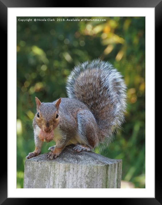 Portrait of a Grey Squirrel Framed Mounted Print by Nicola Clark