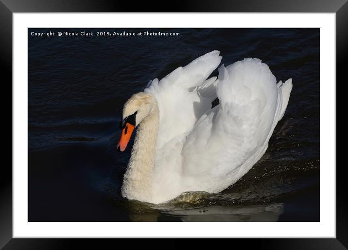 White Swan Framed Mounted Print by Nicola Clark