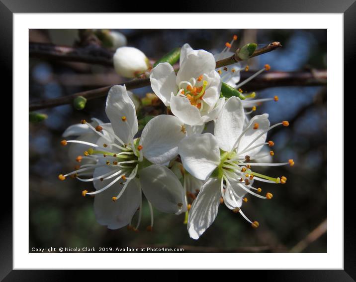 Blackthorn Framed Mounted Print by Nicola Clark