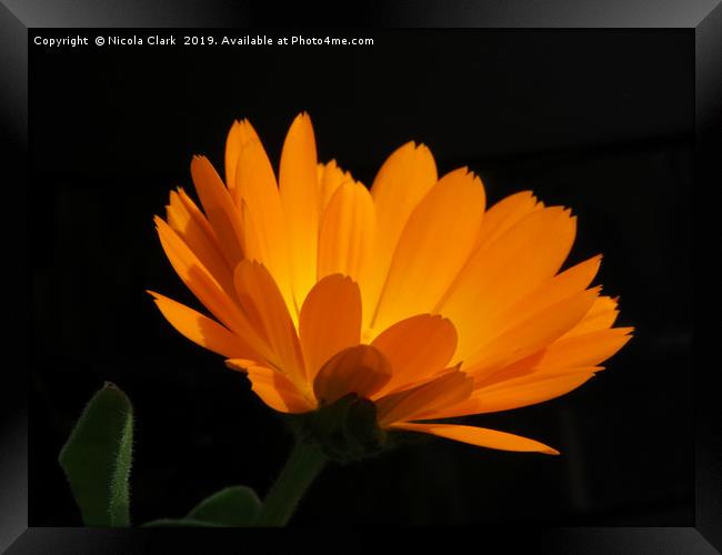 Calendula Framed Print by Nicola Clark