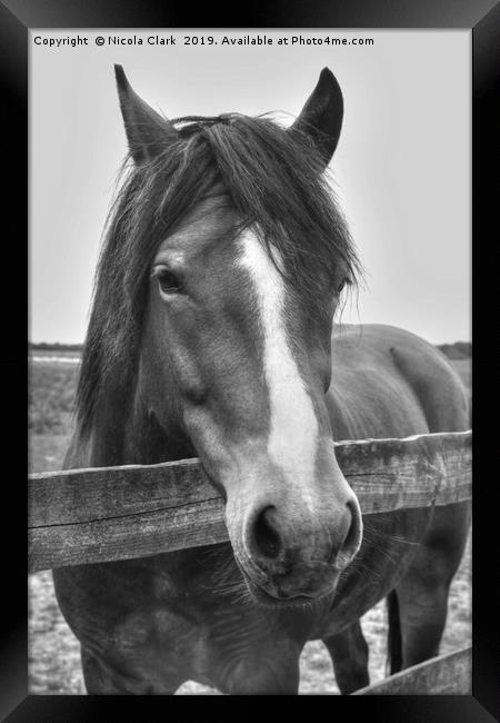 Beautiful horse looking over a fence Framed Print by Nicola Clark