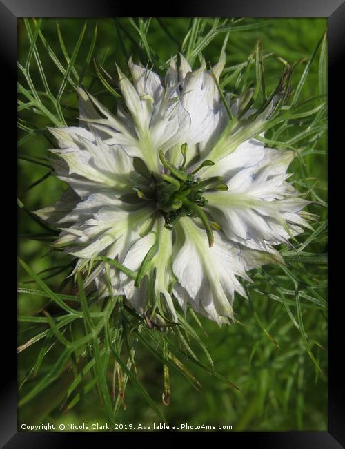 Love In A Mist Framed Print by Nicola Clark