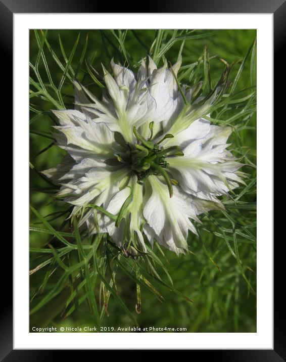 Love In A Mist Framed Mounted Print by Nicola Clark