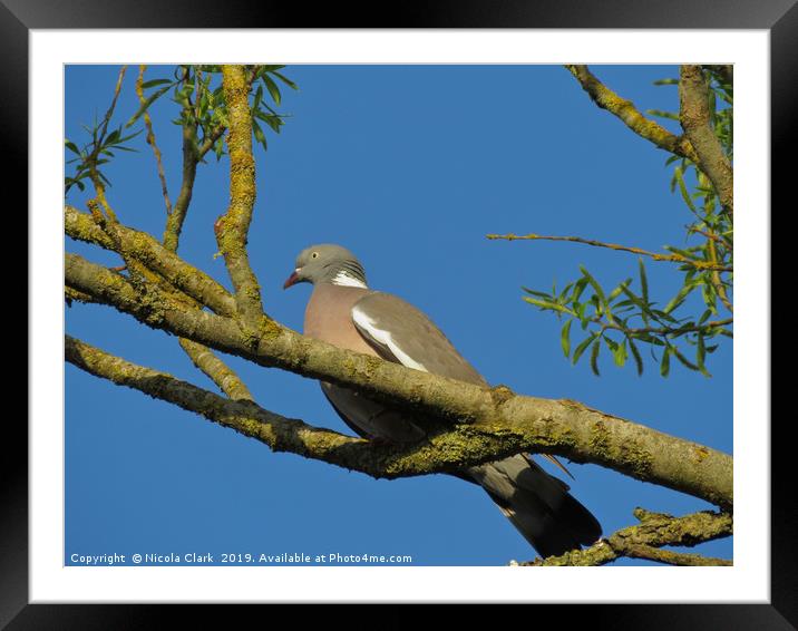 Wood Pigeon Framed Mounted Print by Nicola Clark