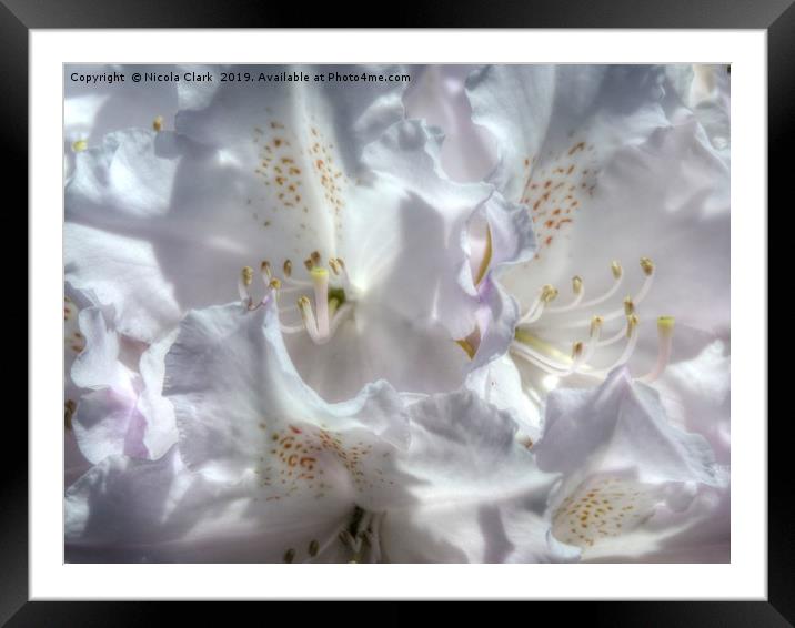 Rhododendron Framed Mounted Print by Nicola Clark