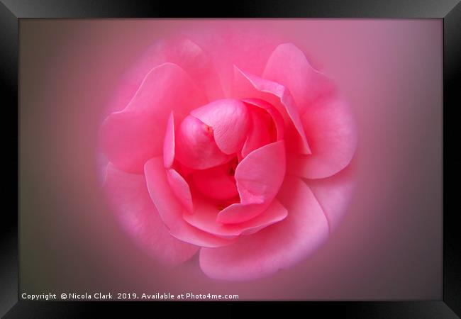 Pink Rose Framed Print by Nicola Clark
