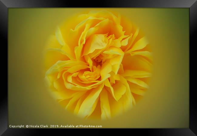 Yellow Rose Framed Print by Nicola Clark