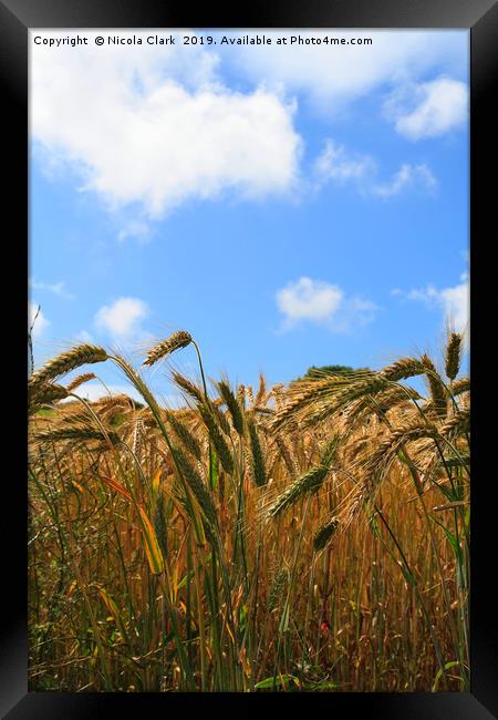 Wheat In The Sun Framed Print by Nicola Clark