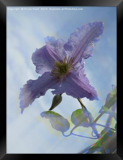 Clematis Framed Print by Nicola Clark