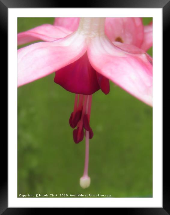 Soft Fuchsia Framed Mounted Print by Nicola Clark