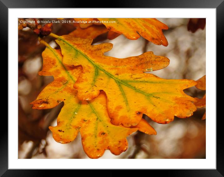 Oak Leaves In Autumn Framed Mounted Print by Nicola Clark